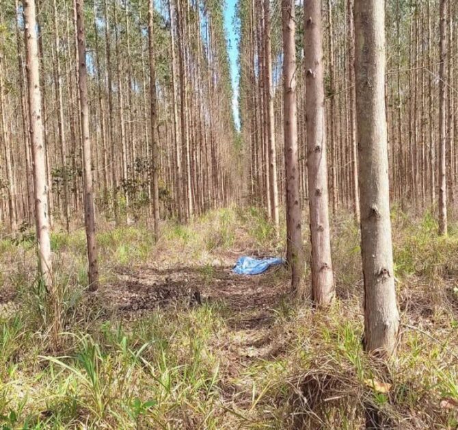 Corpo de homem assassinado é encontrado em plantação de eucalipto em Pinheiros