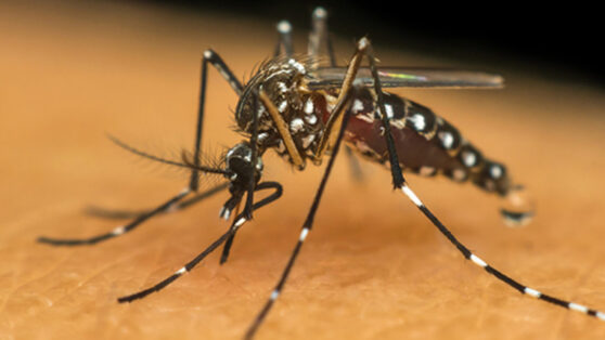 6 Acoes Importantes Para Eliminar O Mosquito Da Dengue 538 X 358